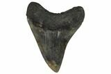 Fossil Megalodon Tooth - South Carolina #119642-2
